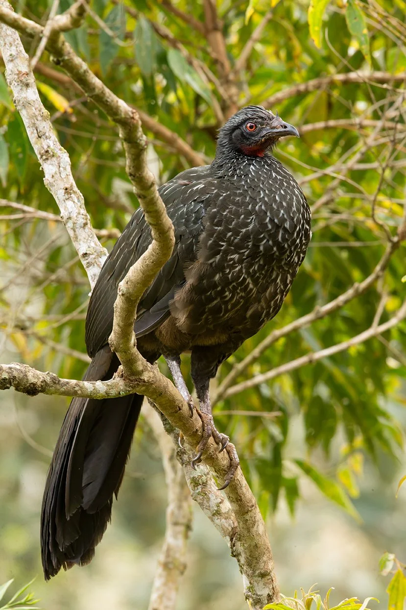 DUSKY_LEGGED_GUAN_03.jpg