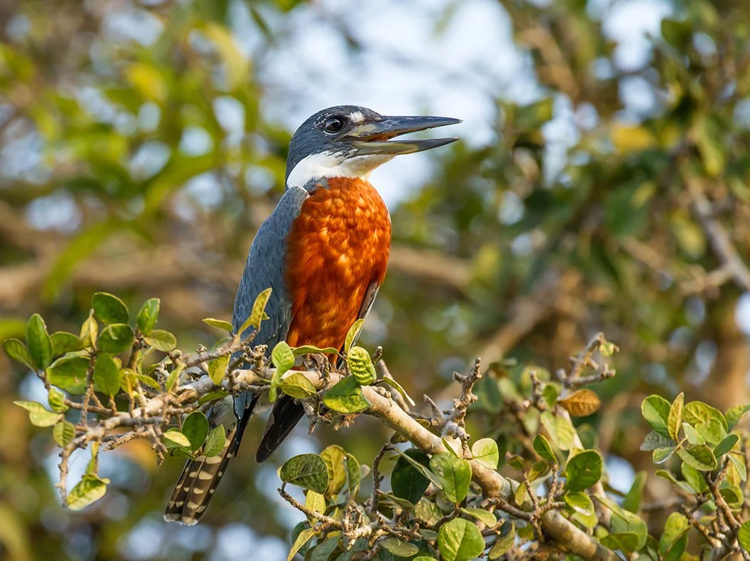 RINGED KINGFISHER