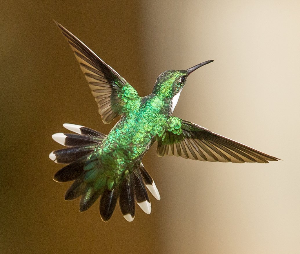 WHITE-THROATED HUMMINGBIRD_06.jpg