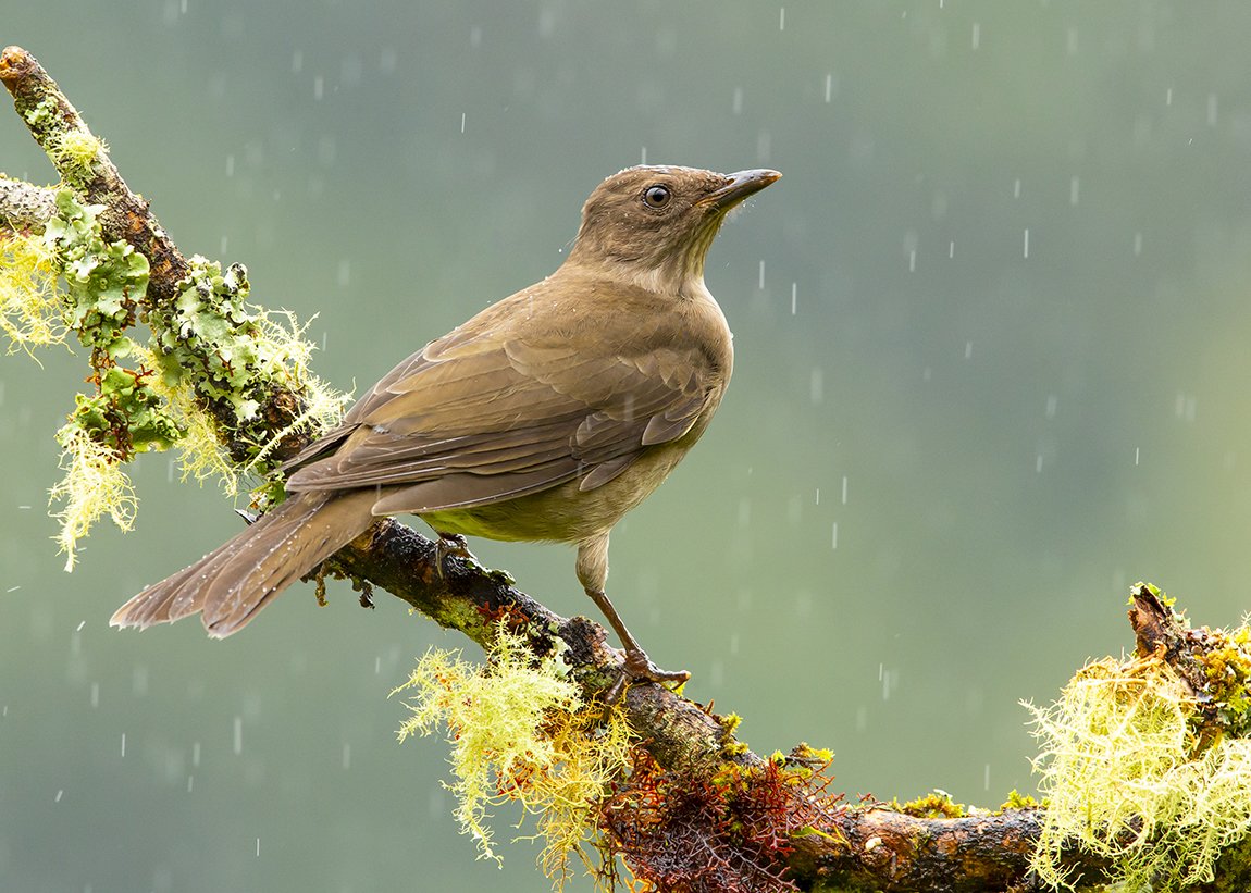 MOUNTAIN THRUSH_02.jpg