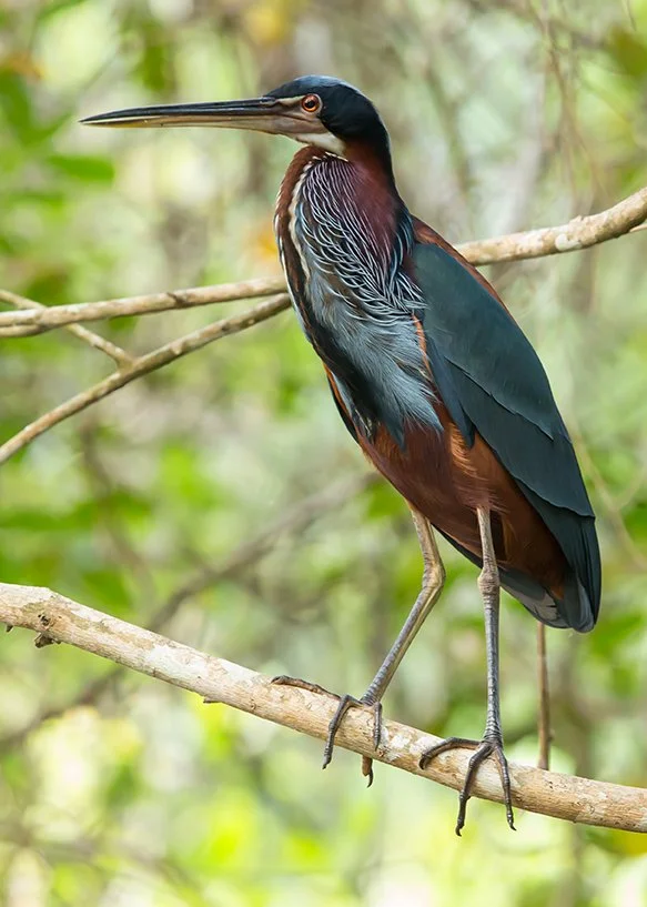 AGAMI_HERON_01.jpg