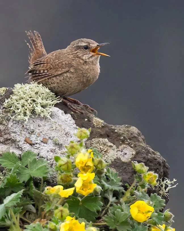 WINTER WREN