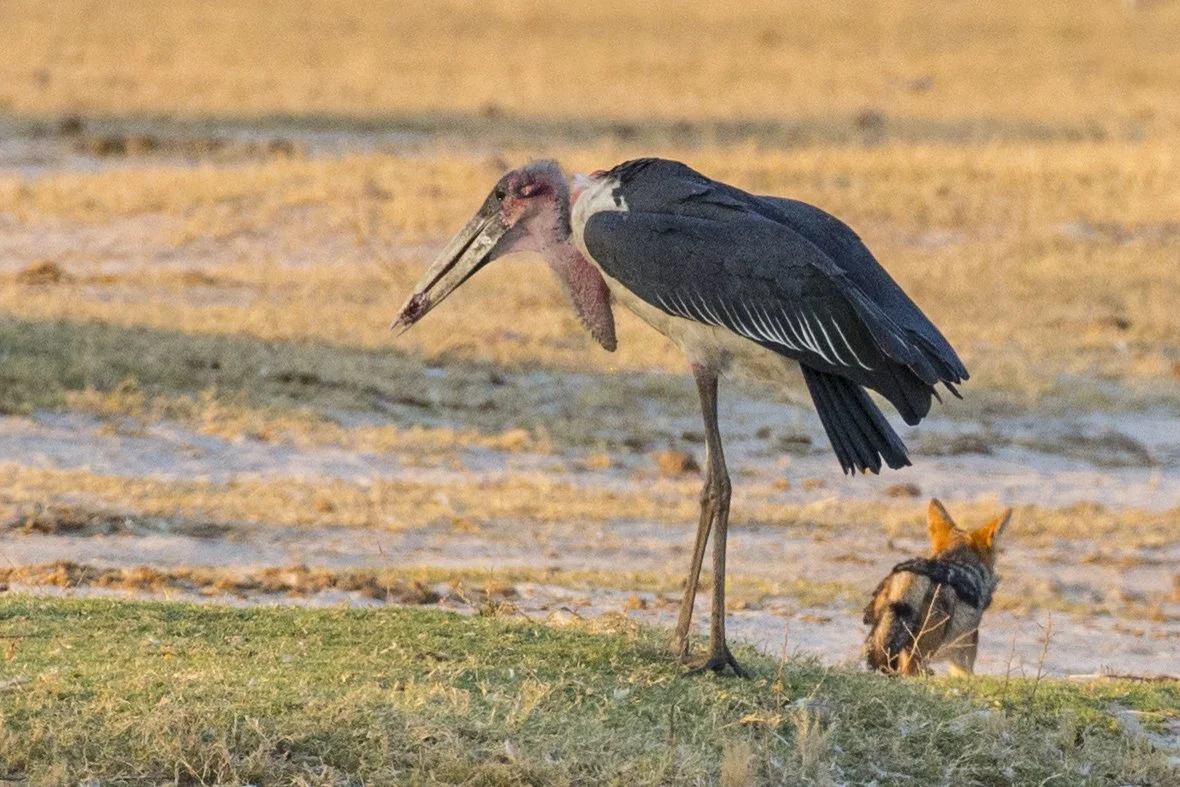 MARABOU_STORK_01.jpg