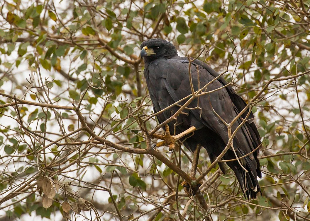 GREAT_BLACK_HAWK_02.jpg