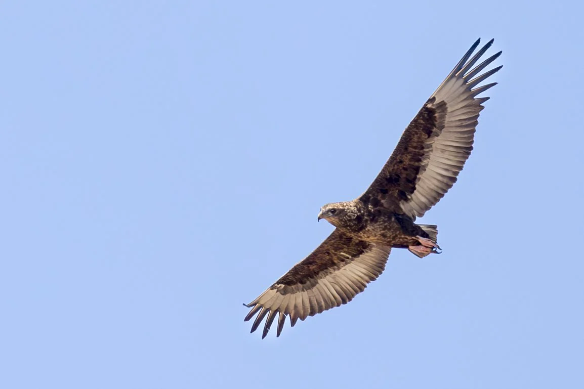 BROWN_SNAKE_EAGLE_03.jpg