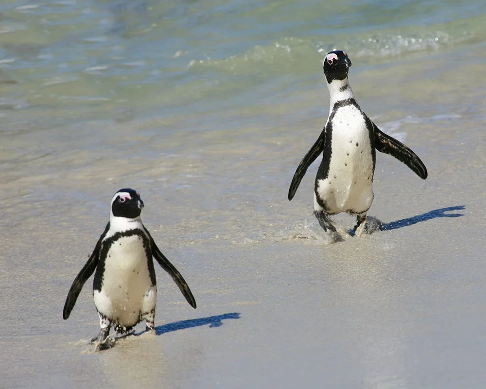 AFRICAN_PENGUIN_01.jpg