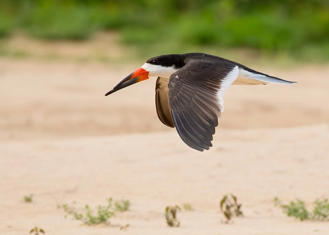 BLACK_SKIMMER_02.jpg