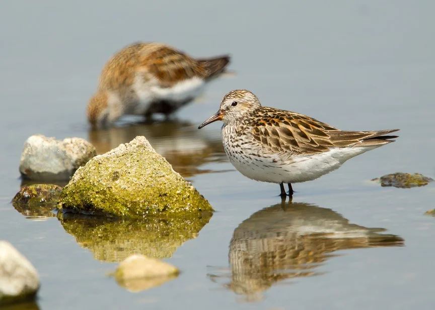 WHITE-RUMPED SANDPIPER