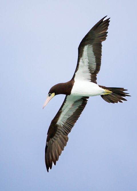 BROWN BOOBY