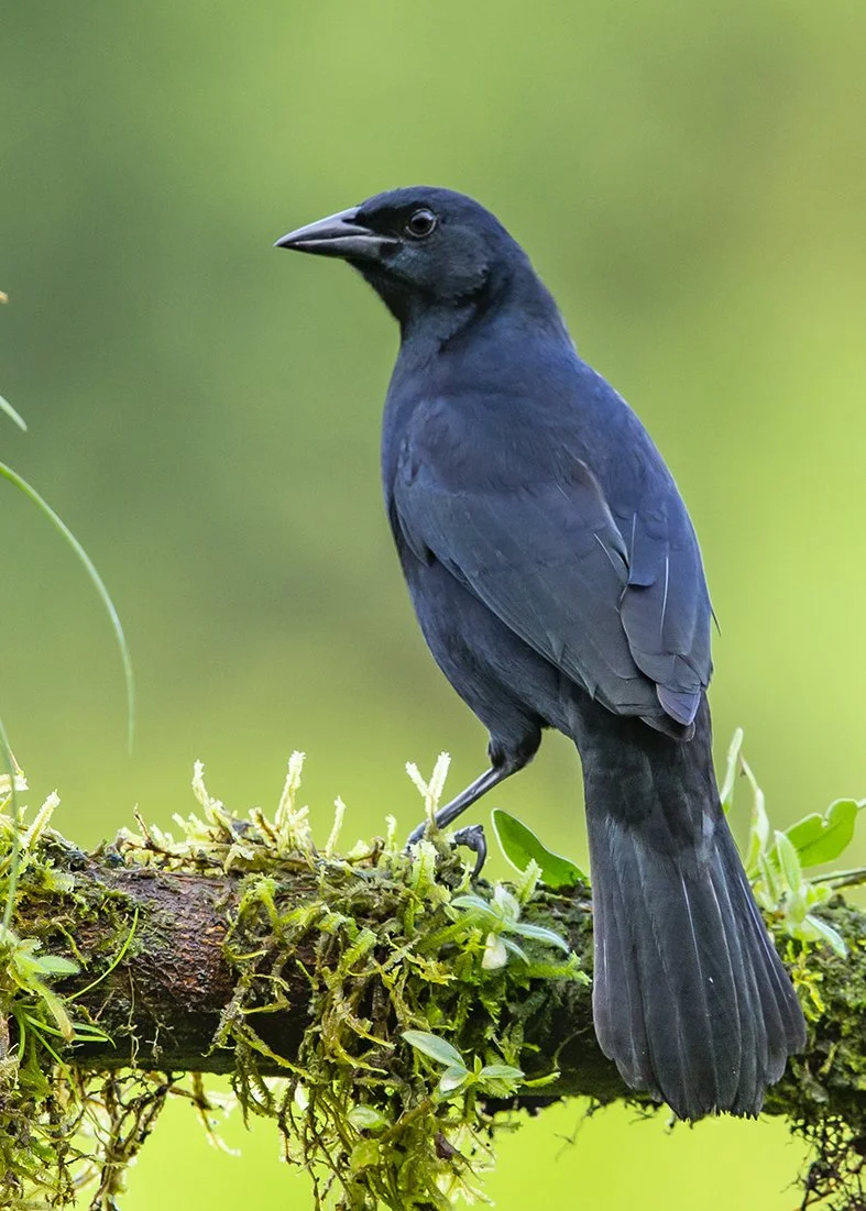 MELODIOUS BLACKBIRD