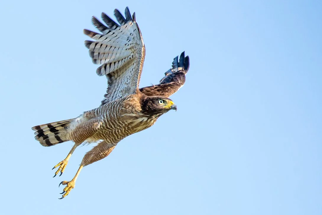 ROADSIDE_HAWK_04.jpg