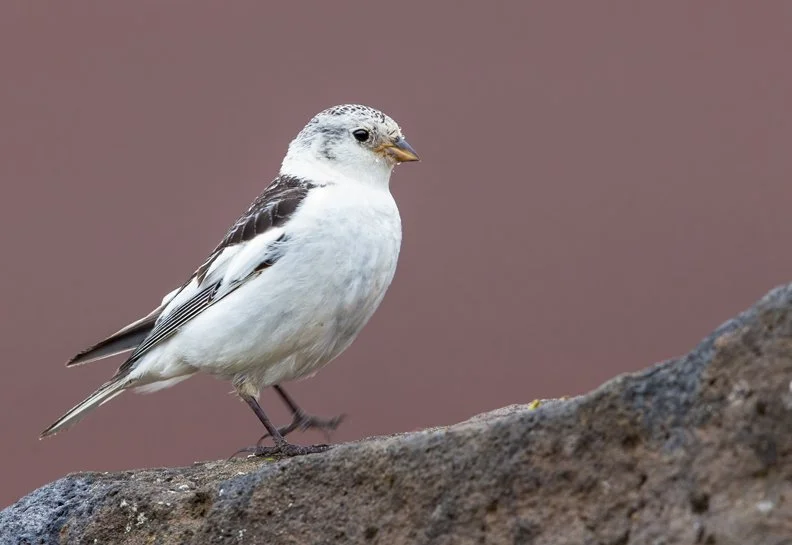 SNOW BUNTING