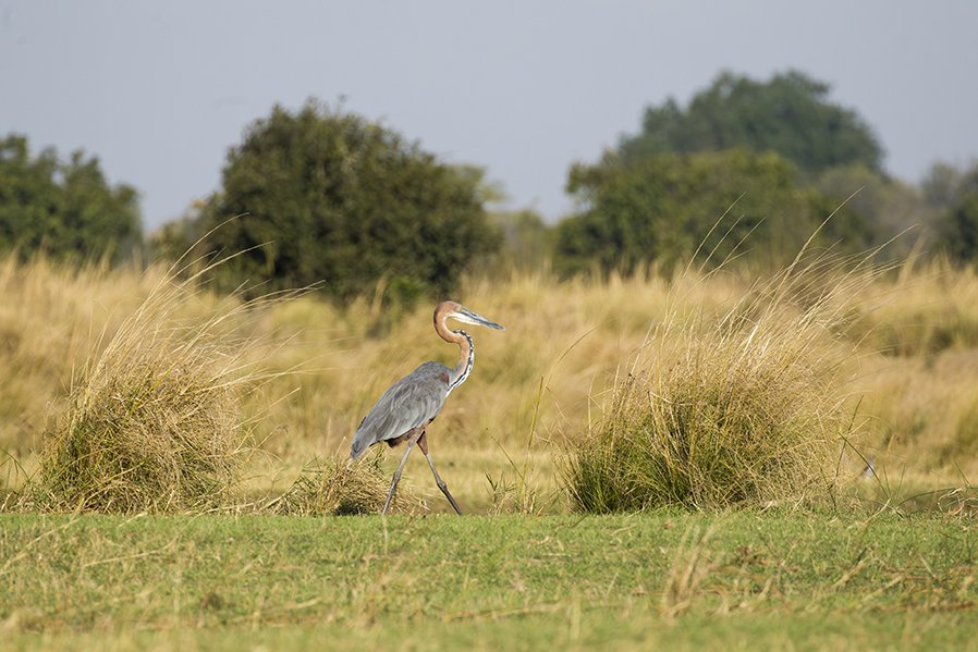 GOLIATH_HERON_01.jpg