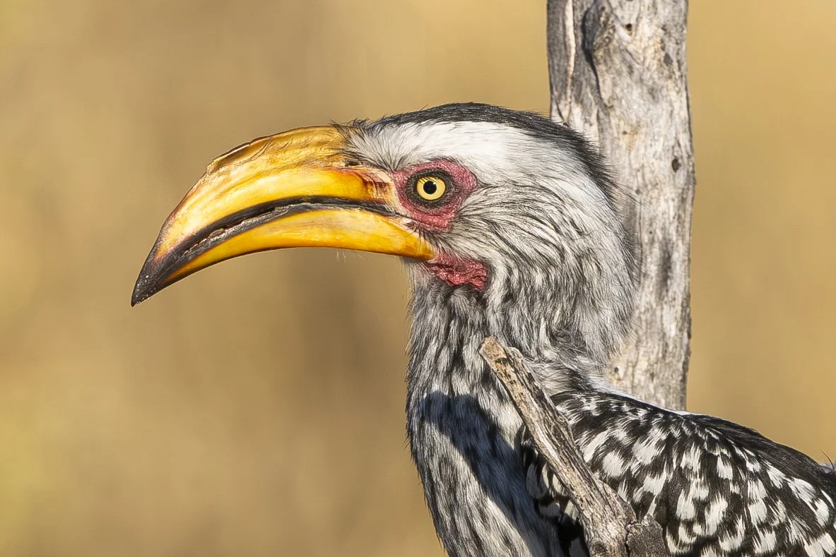 SOUTHERN_YELLOW_BILLED_HORNBILL_05.jpg