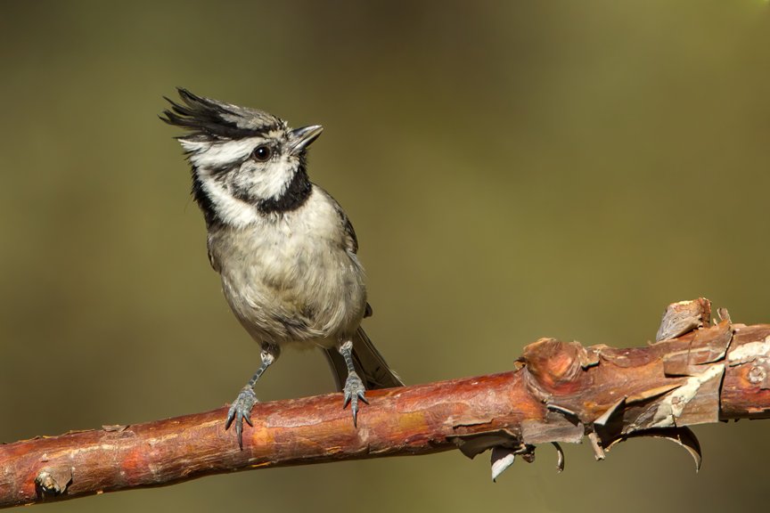 BRIDLED TITMOUSE
