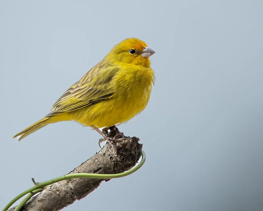 SAFFRON FINCH