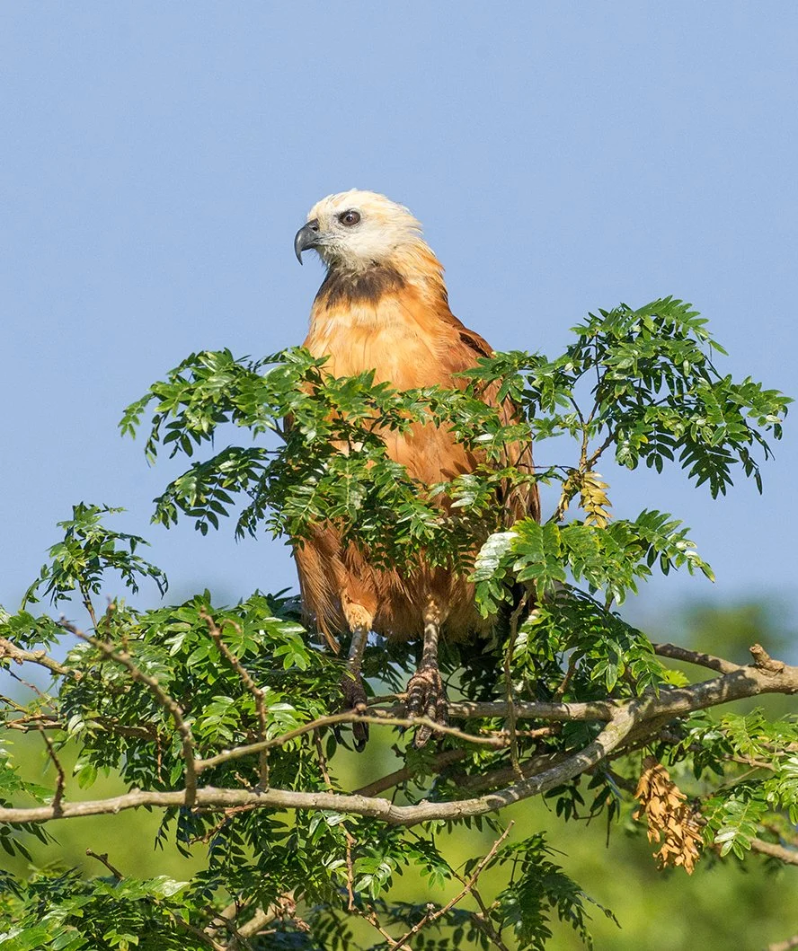 BLACK_COLLARED_HAWK_04.jpg