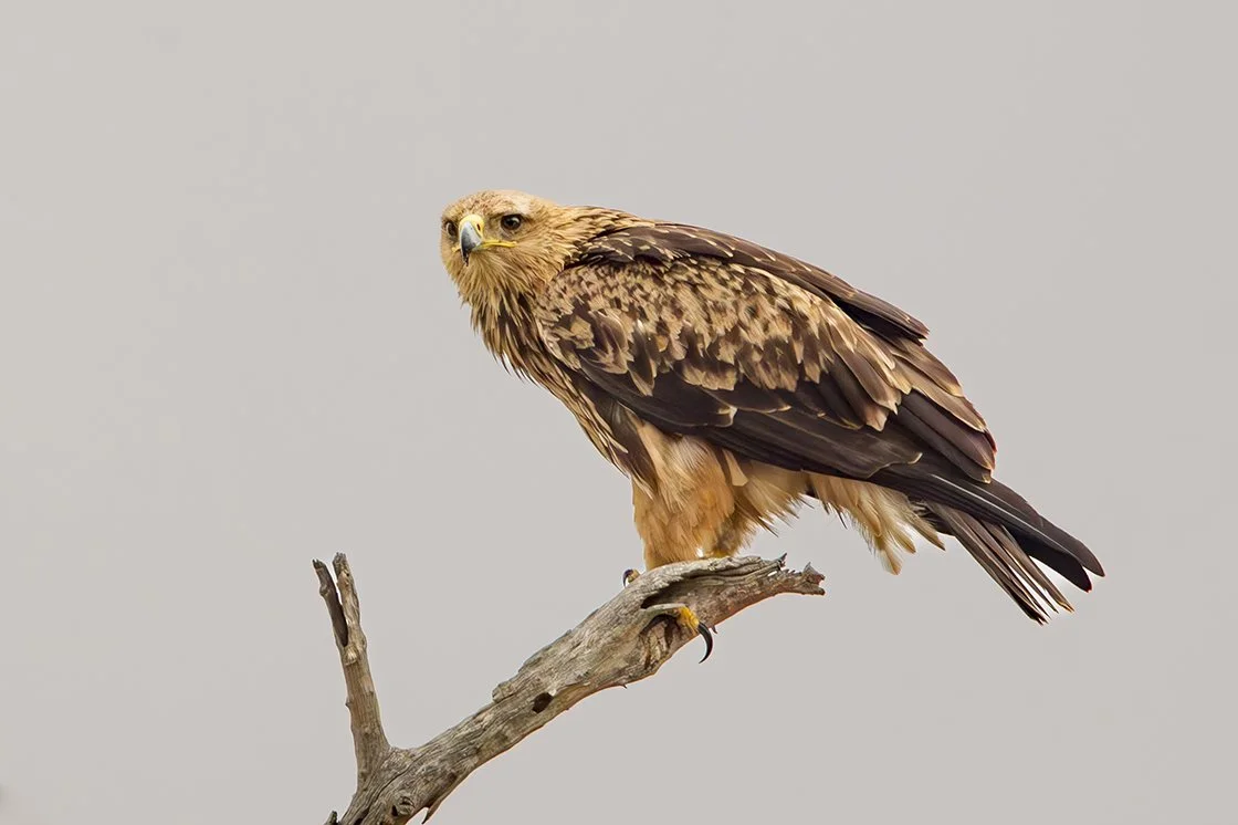 TAWNY_EAGLE_03.jpg