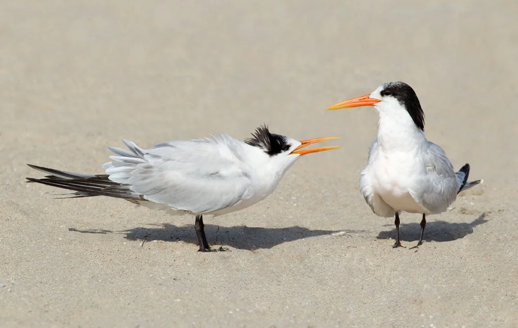 ELEGANT TERN