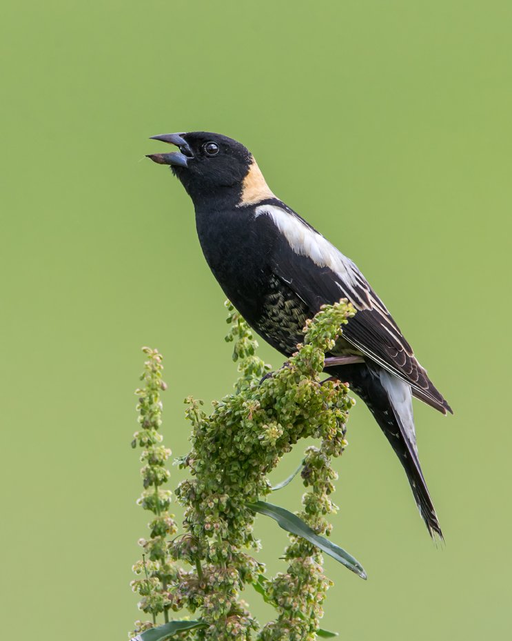 BOBOLINK
