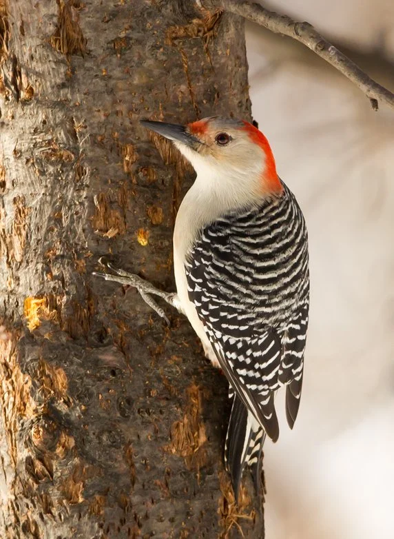 RED-BILLED WOODPECKER