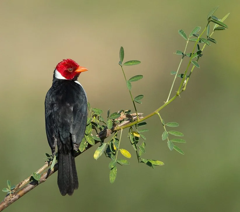 YELLOW_BILLED_CARDINAL_05.jpg