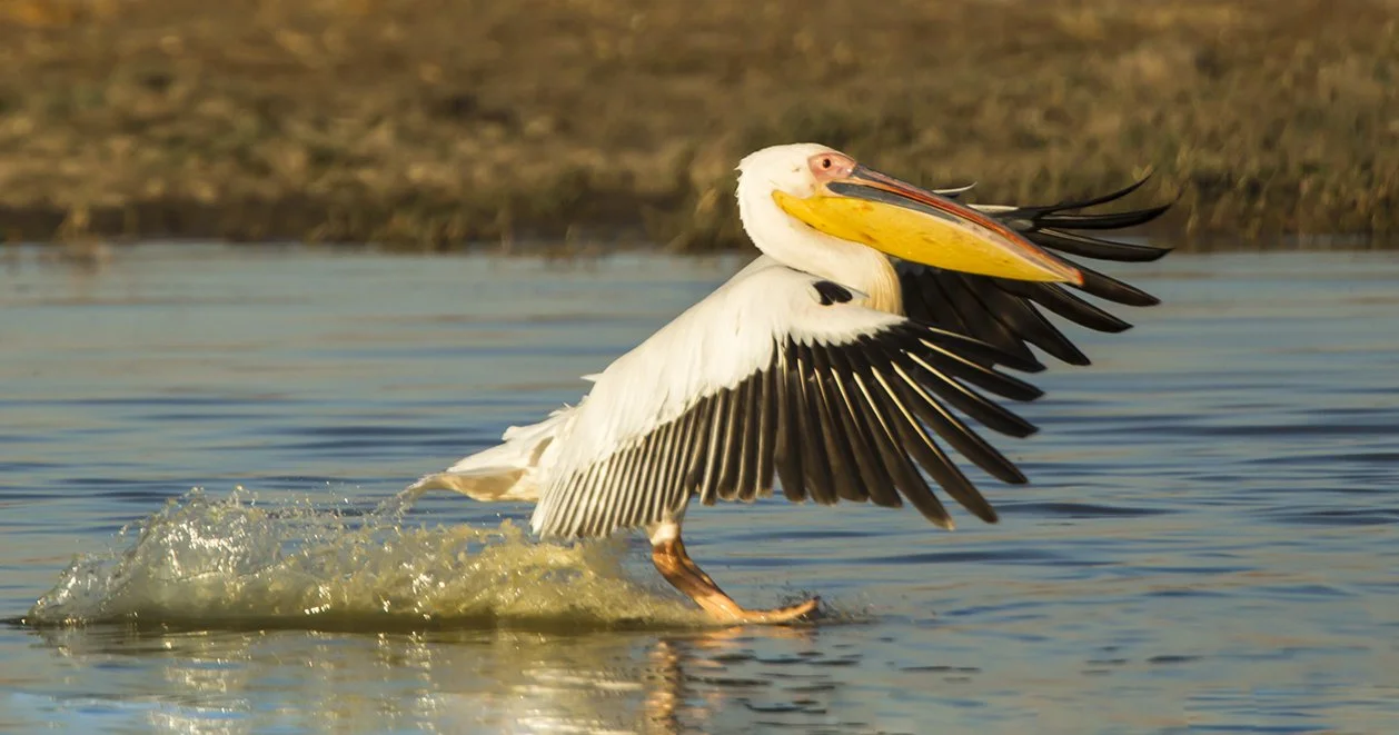 GREAT_WHITE_PELICAN_01.jpg
