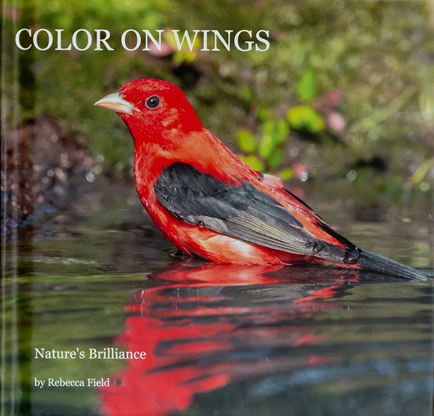 COLOR_WINGS_01.jpg