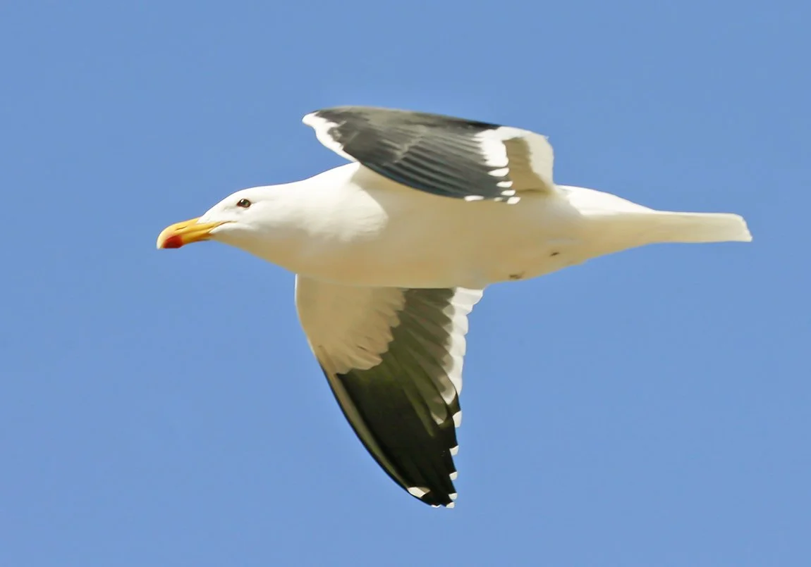 KELP GULL