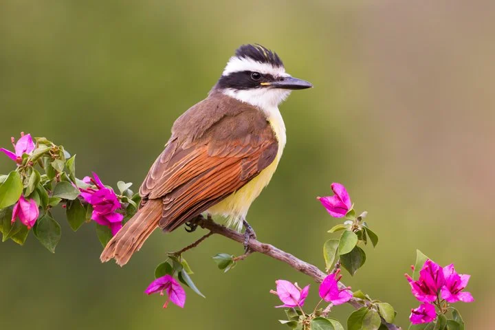 GREAT KISKADEE