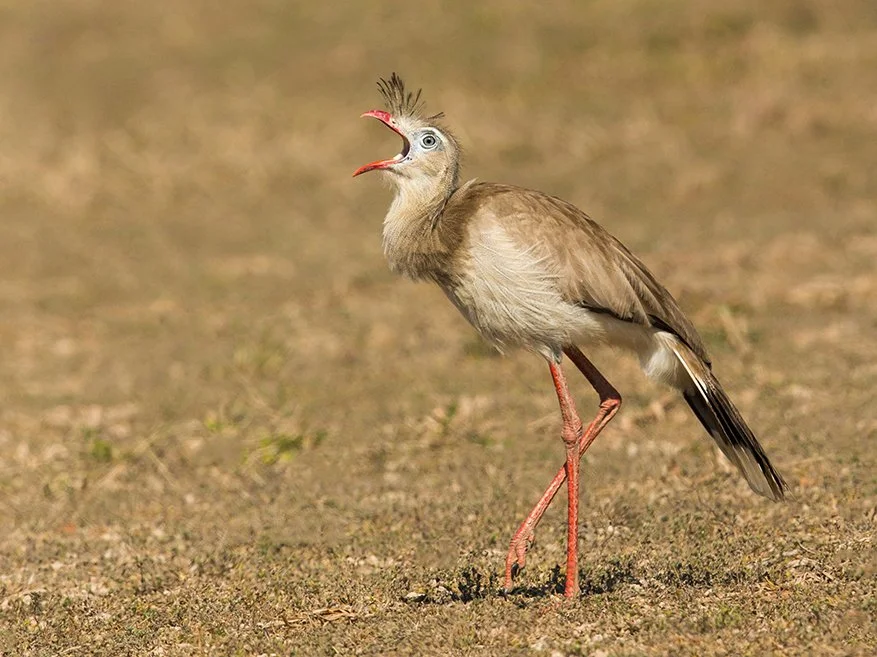 RED-LEGGED SERIEMA
