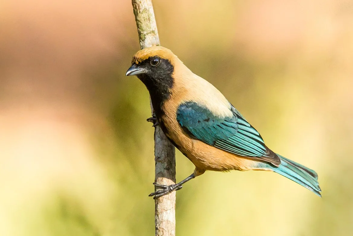 BURNISHED-BUFF TANAGER_05.jpg