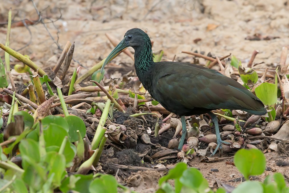 GREEN IBIS