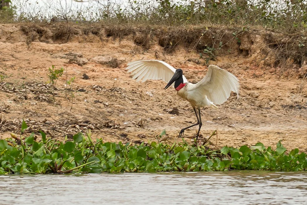 JABIRU_02.jpg