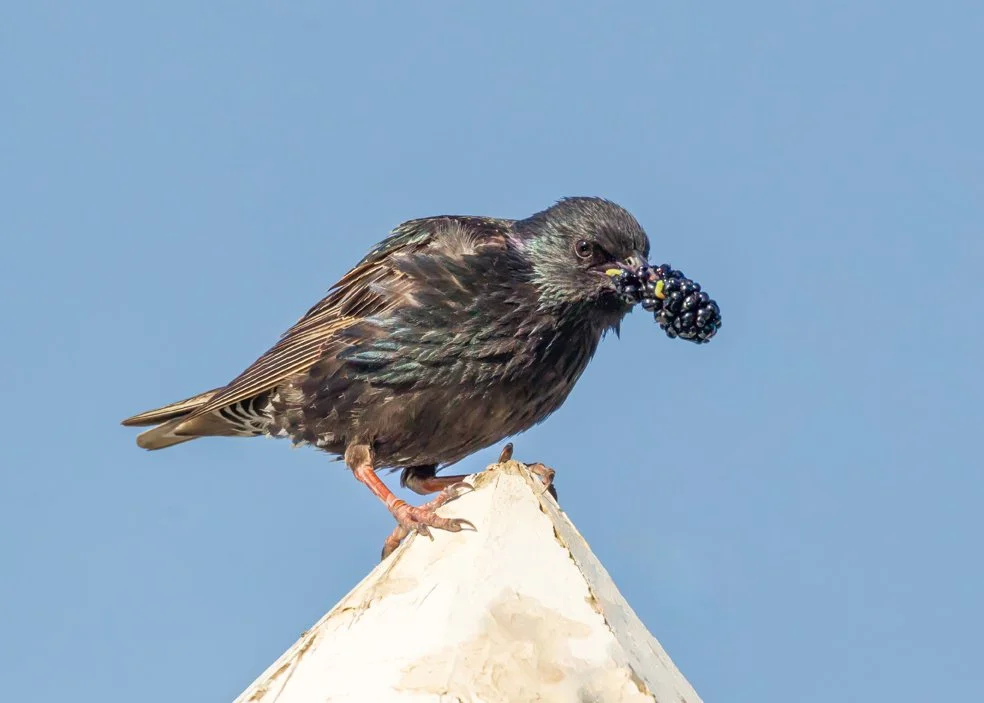 EUROPEAN STARLING