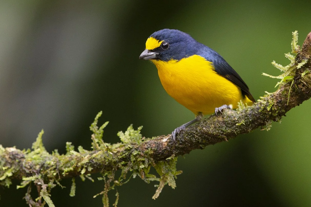 YELLOW-THROATED_EUPHONIA_02.jpg