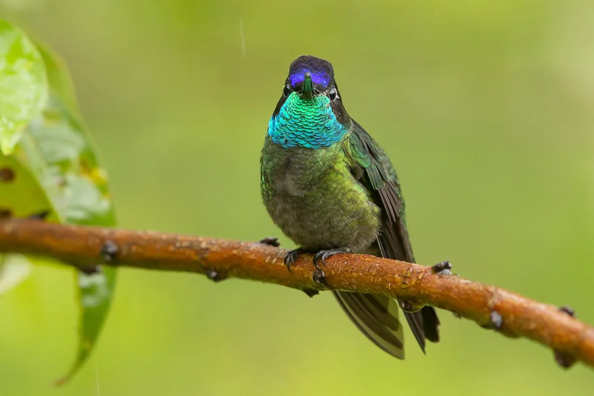 MAGNIFICENT (TALAMANCA'S) HUMMINGBIRD