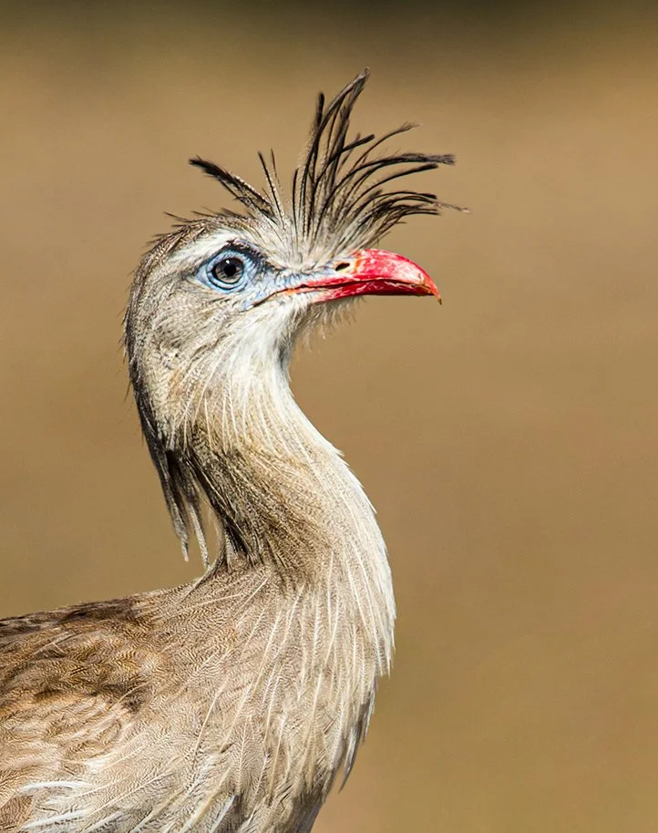 RED_LEGGED_SERIEMA_03.jpg