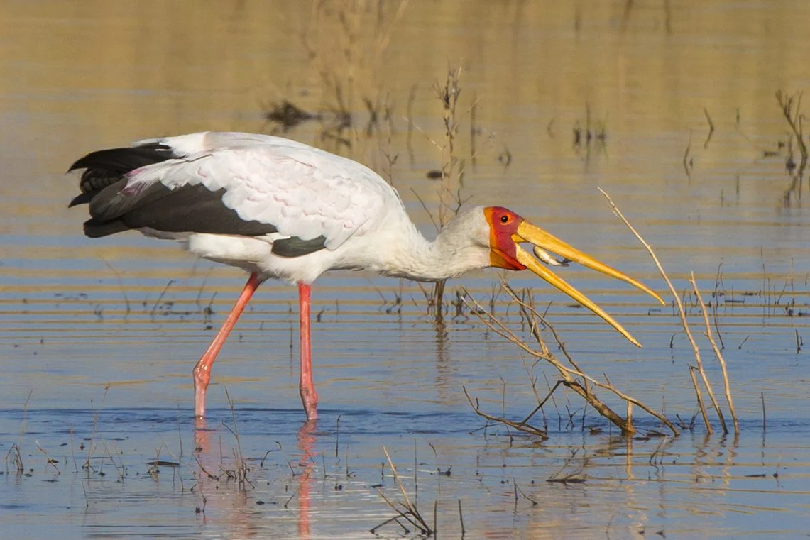 YELLOW-BILLED STORK_09.jpg