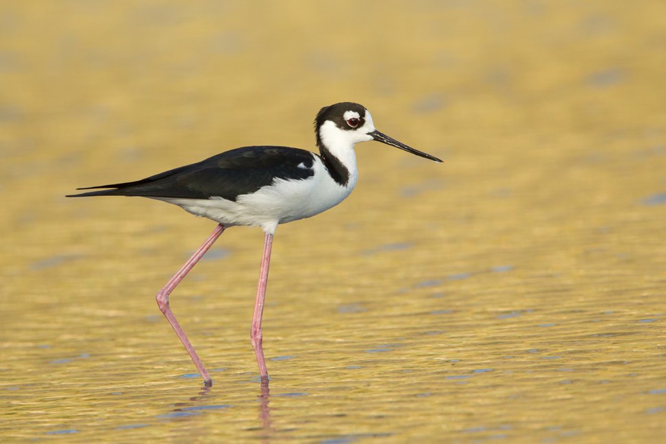 BLACK NECKED STILT