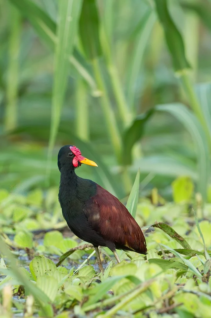 WATTLED JACANA