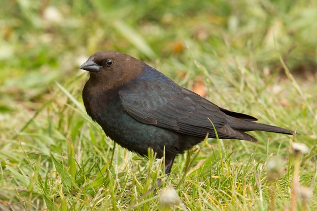 BROWN-HEADED COWBIRD