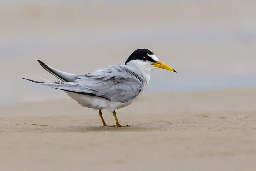 LEAST TERN