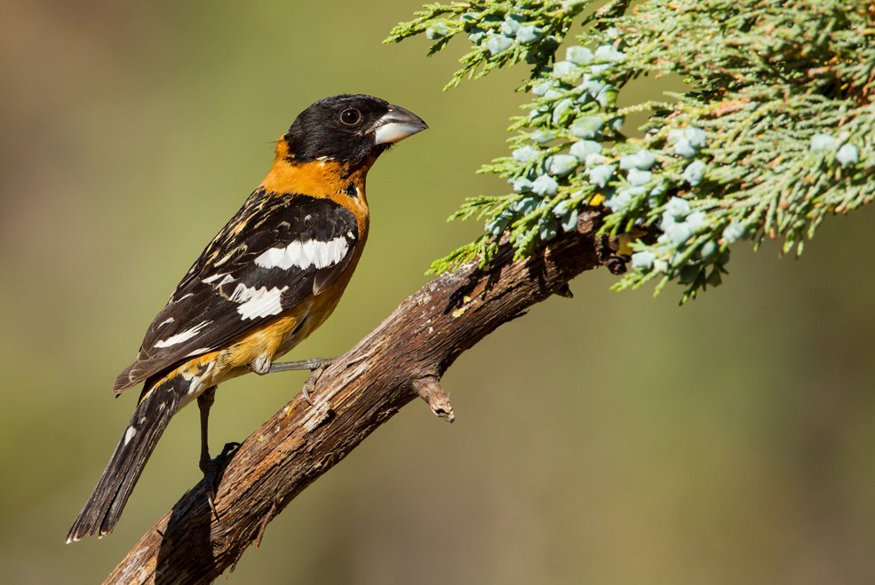 BLACK HEADED GROSBEAK
