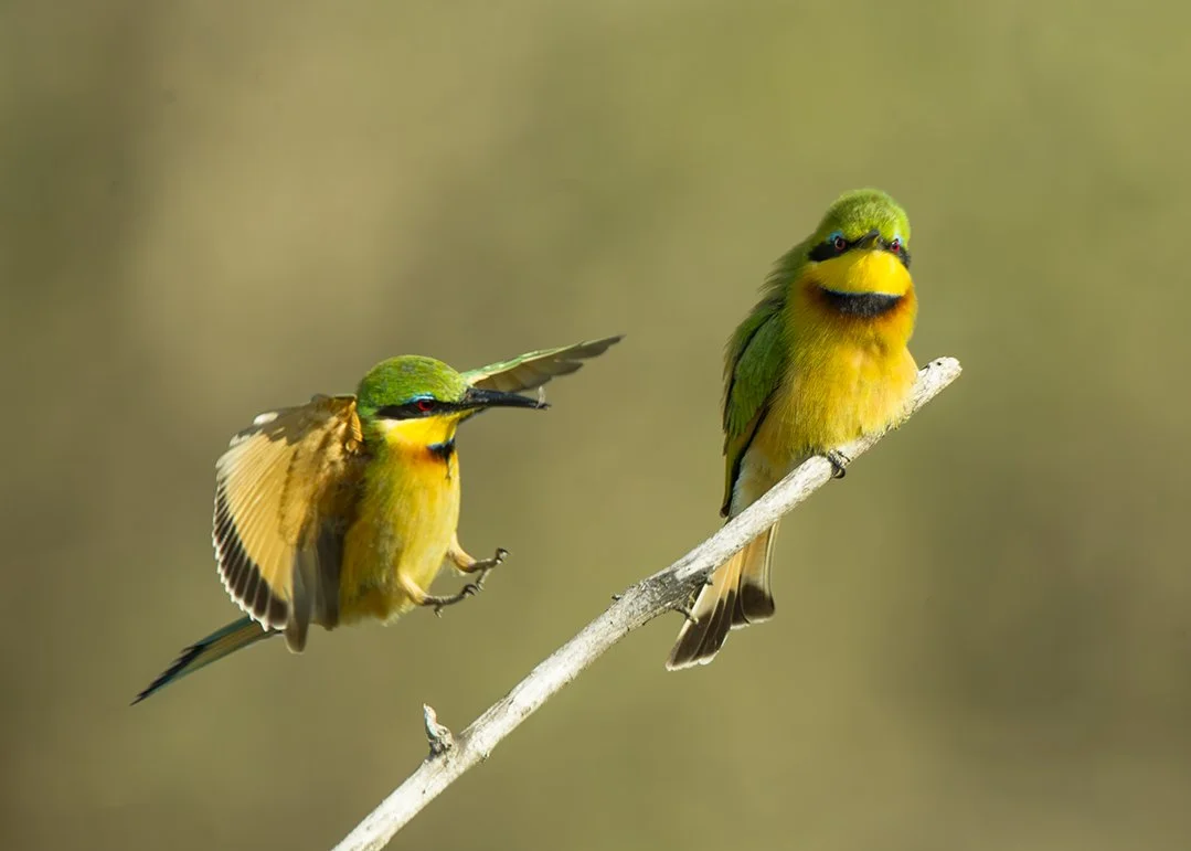 LITTLE_BEE_EATER_06.jpg