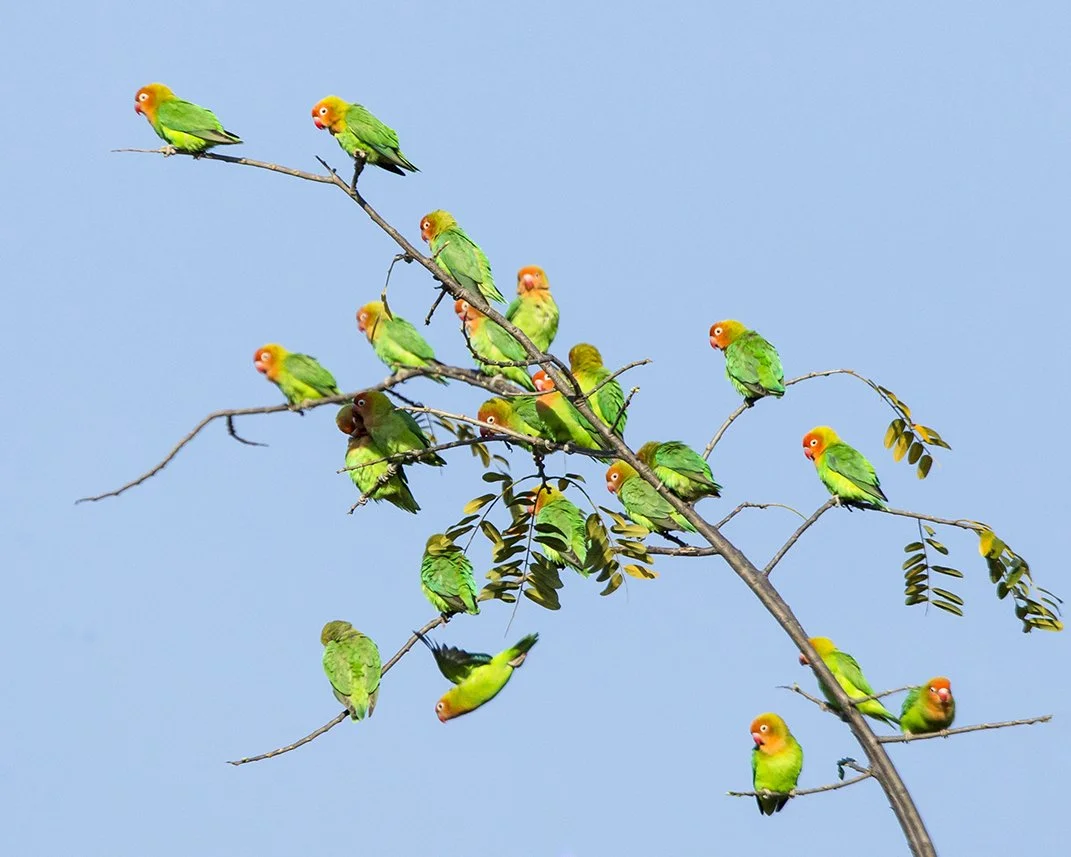 LILLIAN'S (NYASA) LOVEBIRD