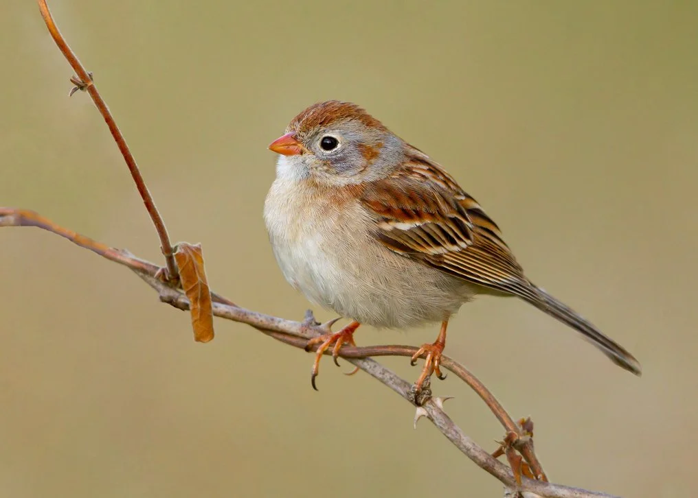 FIELD SPARROW