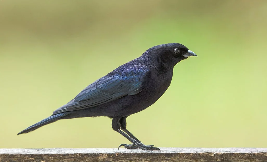 SHINY_COWBIRD_05.jpg