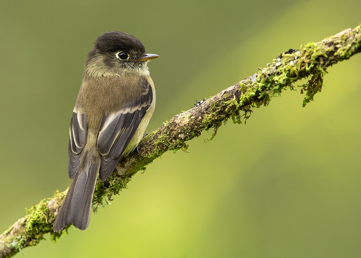 MOUNTAIN_ELAENIA_03.jpg