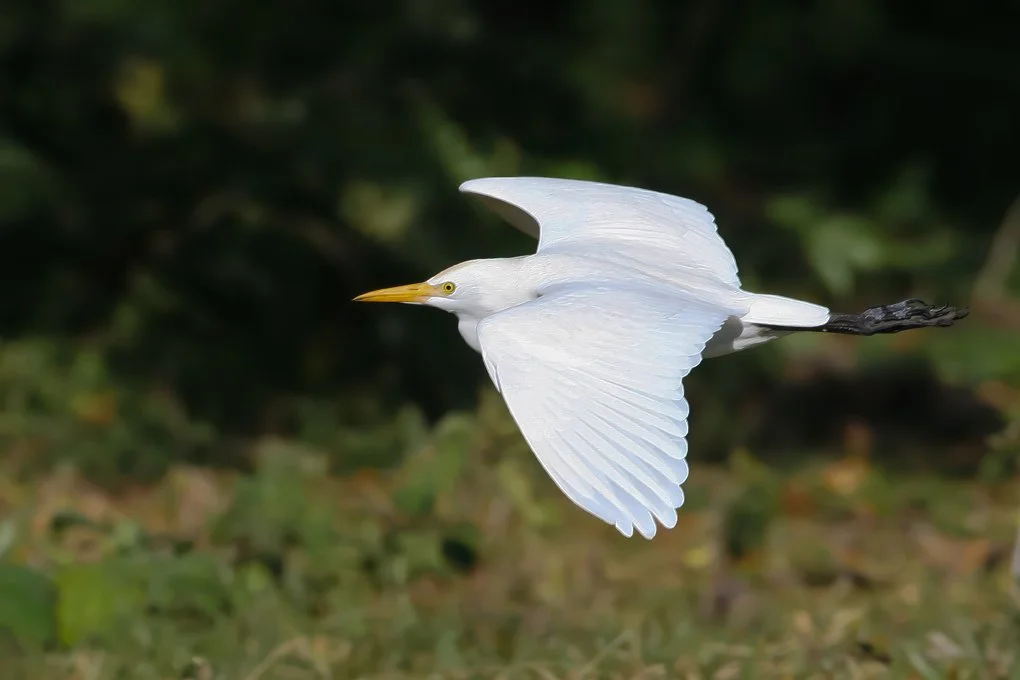 CATTLE EGRET